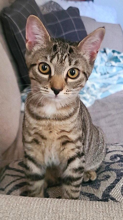 Enlarge Canvas, a Adoptable Domestic Short Hair in Reston, VA image 2/3