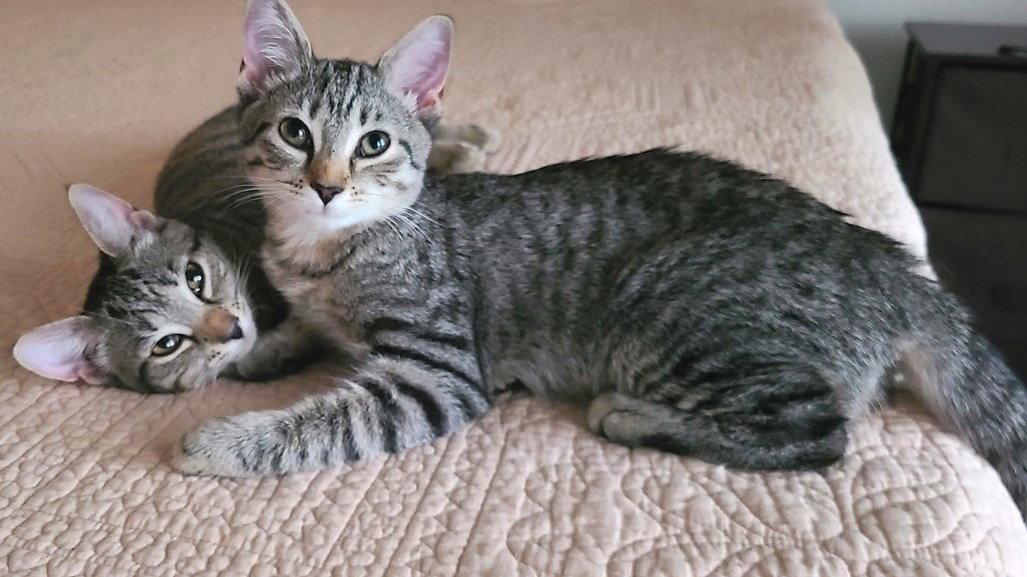 Enlarge Canvas, a Adoptable Domestic Short Hair in Reston, VA image 3/3