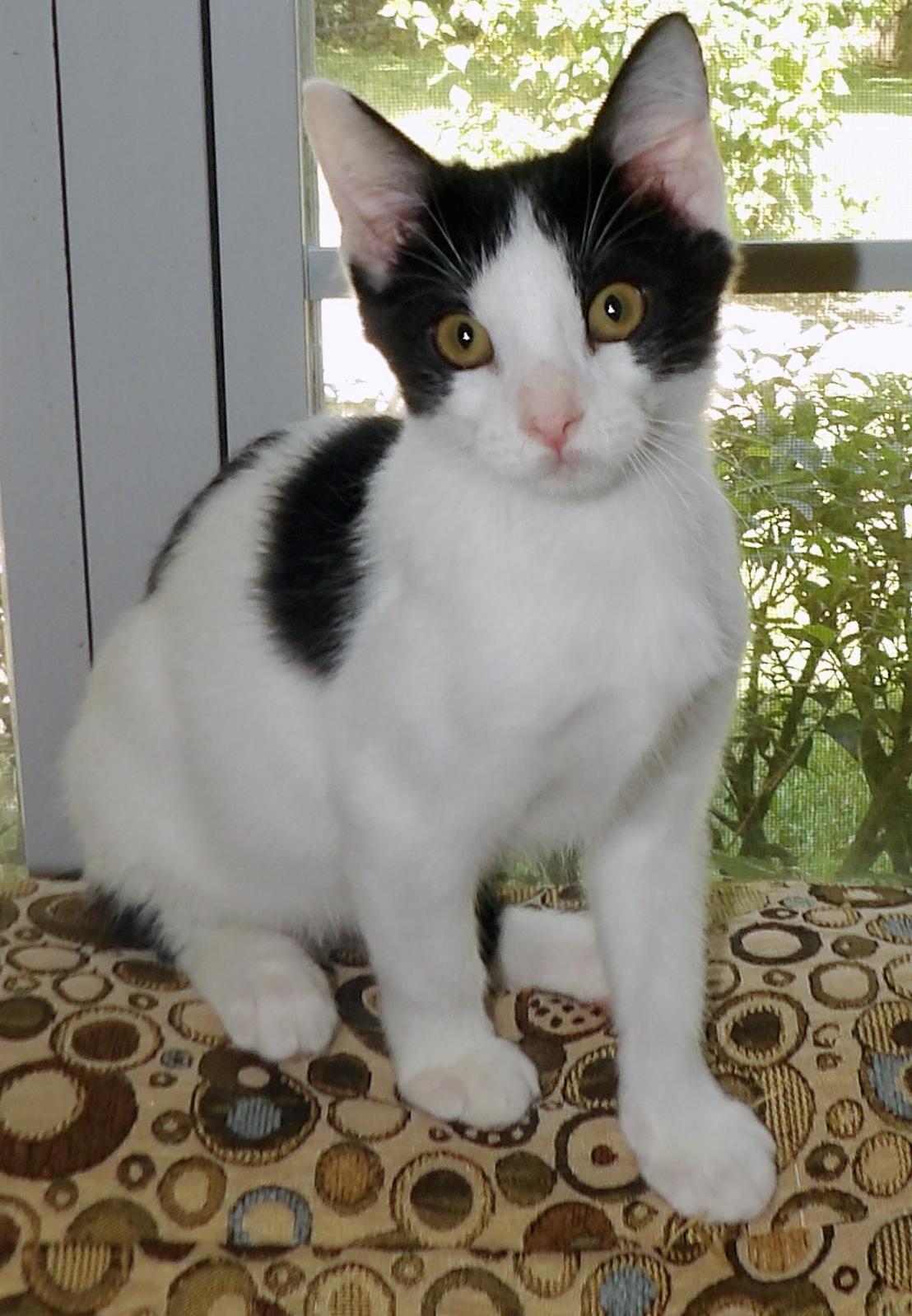 Enlarge Ferdinand, a Adopted mixed breed in Lake Monroe, FL image 3/4