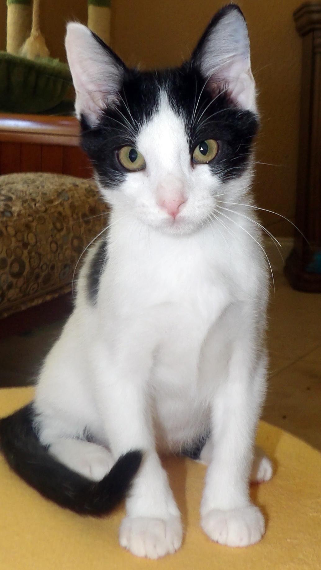 Enlarge Ferdinand, a Adopted mixed breed in Lake Monroe, FL image 2/4