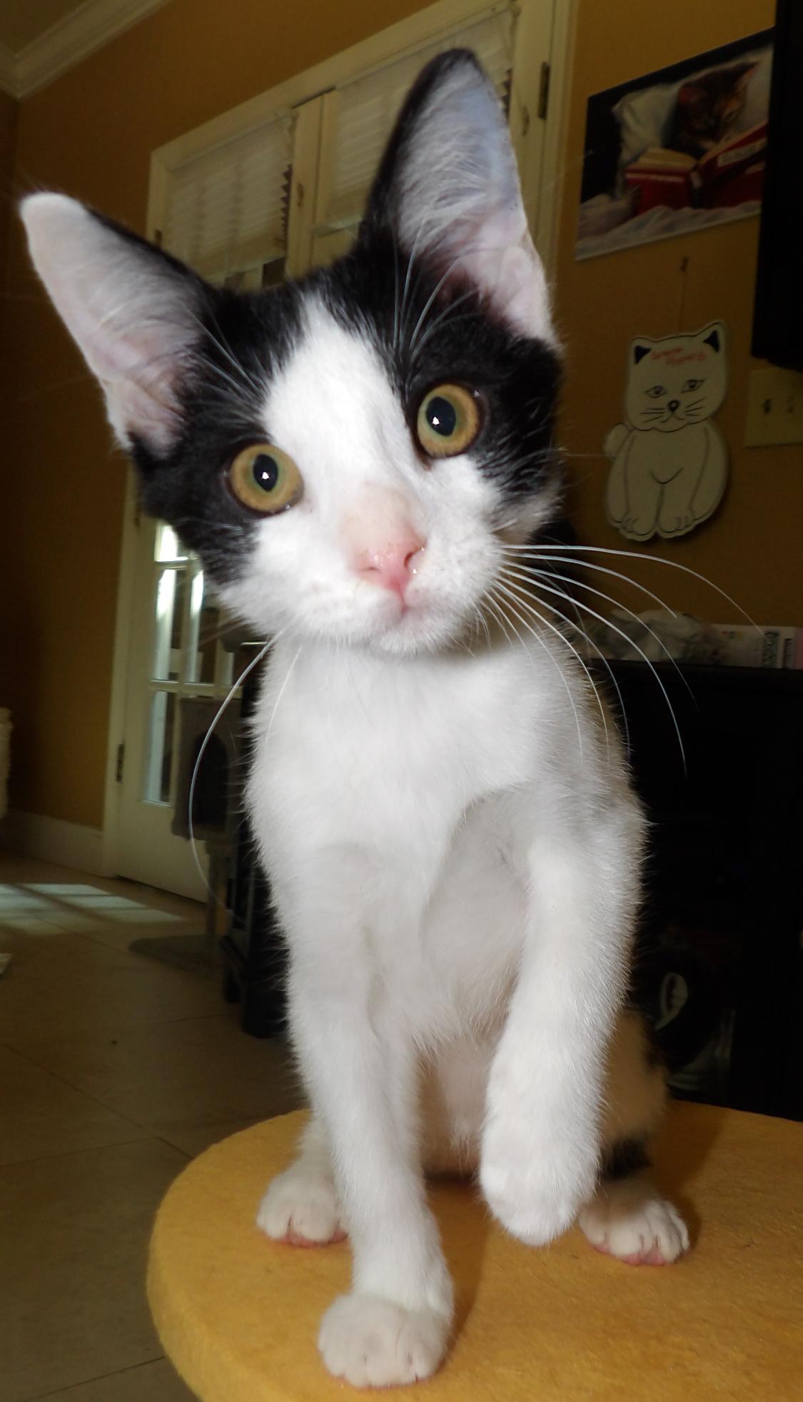 Enlarge Ferdinand, a Adopted mixed breed in Lake Monroe, FL image 1/4