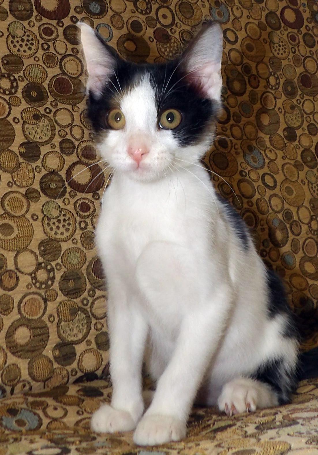 Enlarge Ferdinand, a Adopted mixed breed in Lake Monroe, FL image 4/4