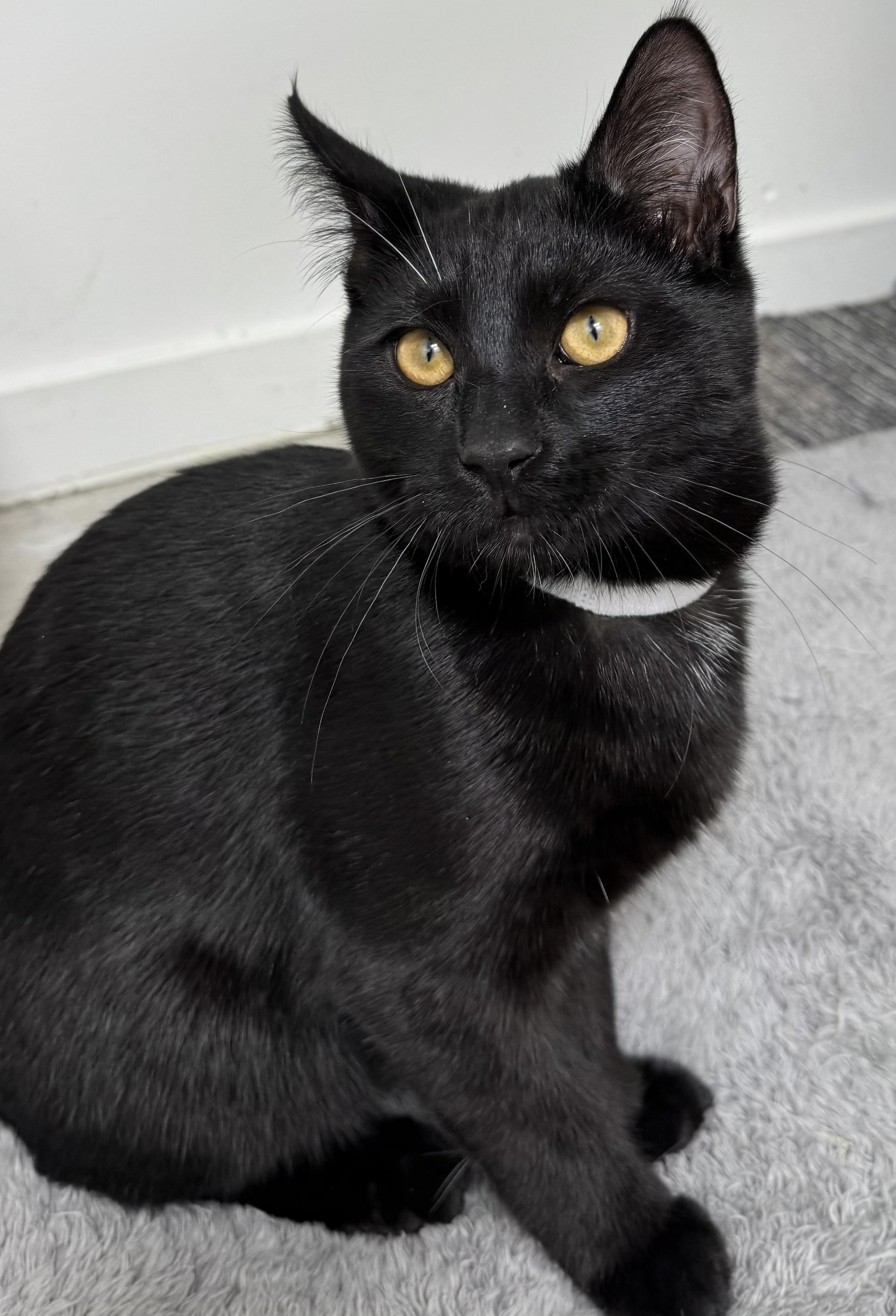 Enlarge Balthazar, playful, happy and amazing family kitten., a Adopted mixed breed in Bonney Lake, WA image 1/6