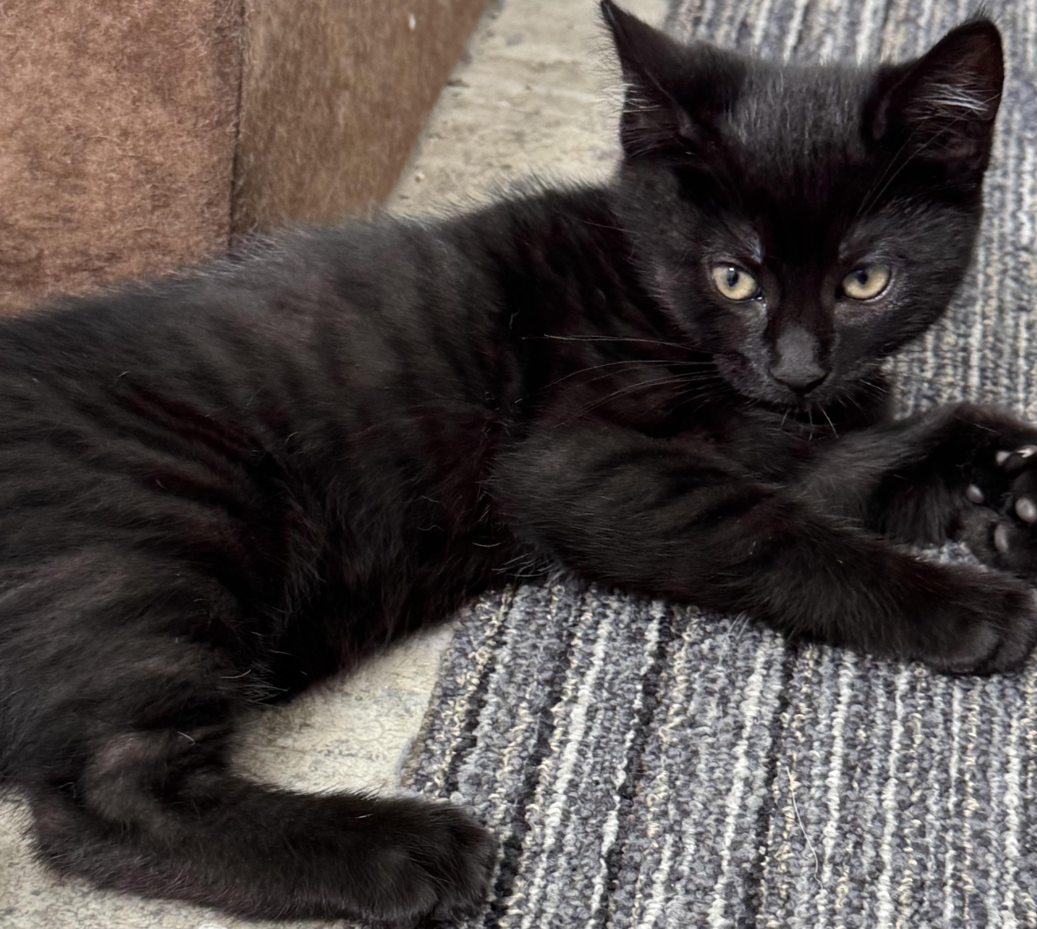 Enlarge Balthazar, playful, happy and amazing family kitten., a Adopted mixed breed in Bonney Lake, WA image 3/6