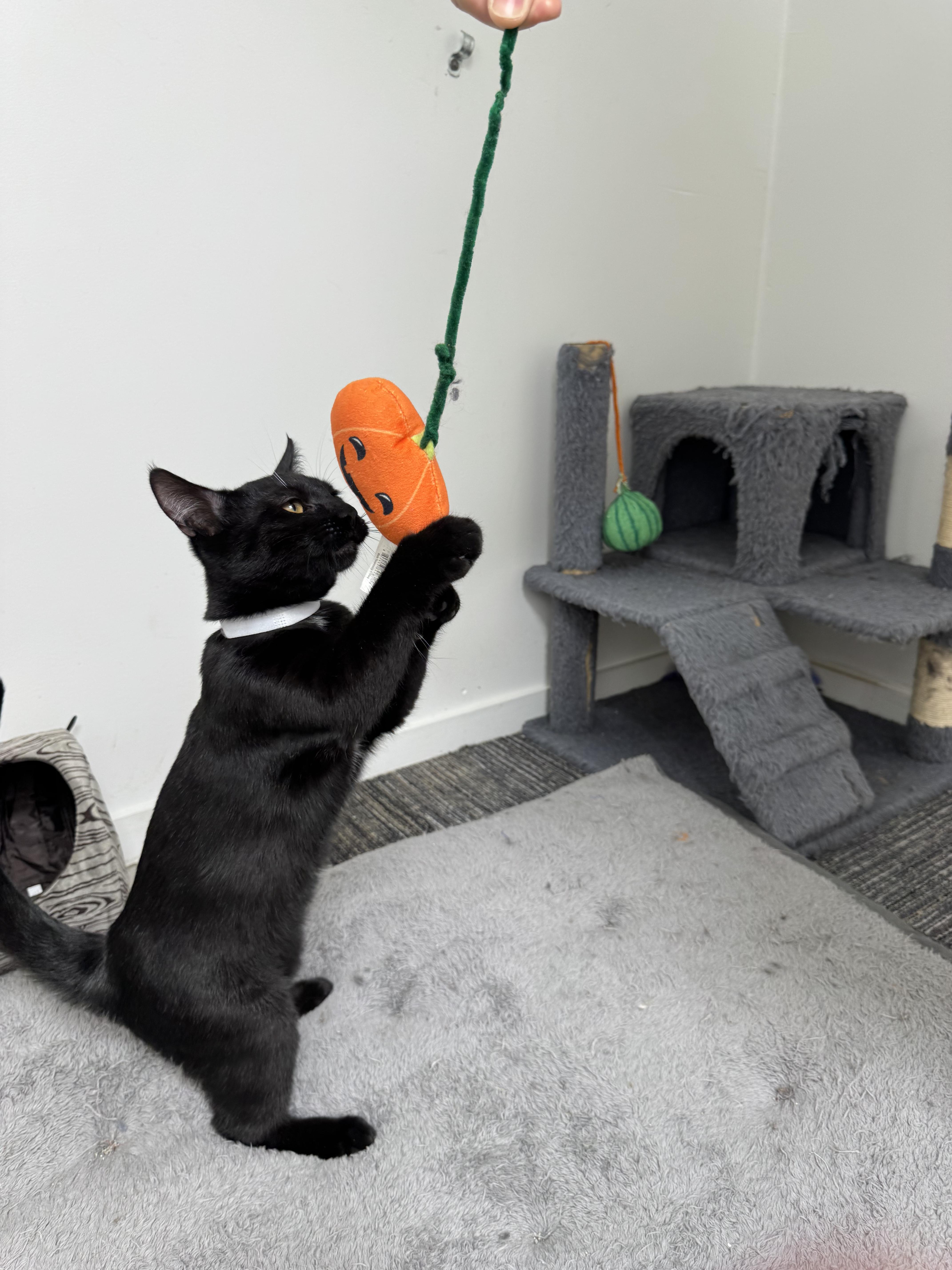 Enlarge Balthazar, playful, happy and amazing family kitten., a Adopted mixed breed in Bonney Lake, WA image 6/6