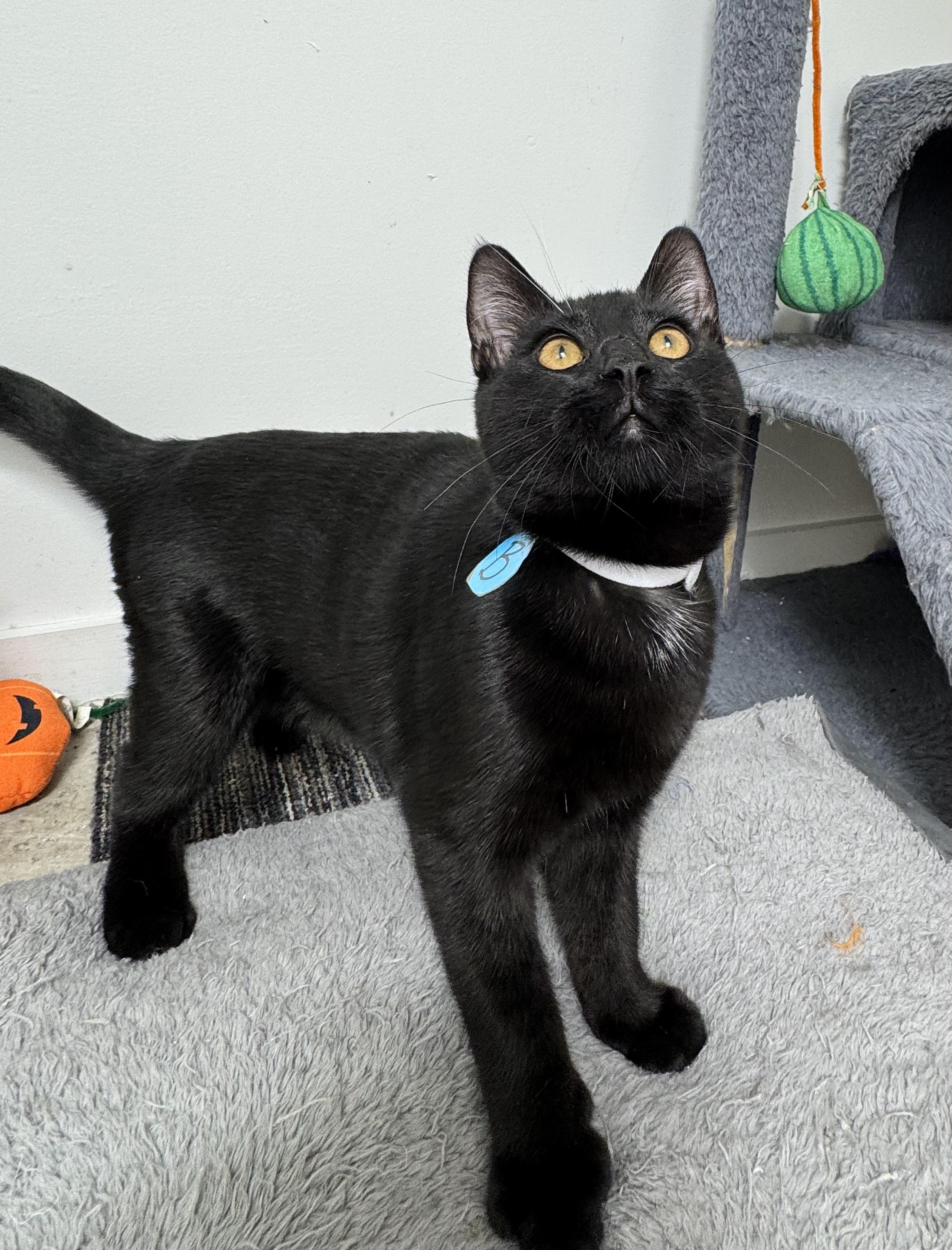 Enlarge Balthazar, playful, happy and amazing family kitten., a Adopted mixed breed in Bonney Lake, WA image 5/6