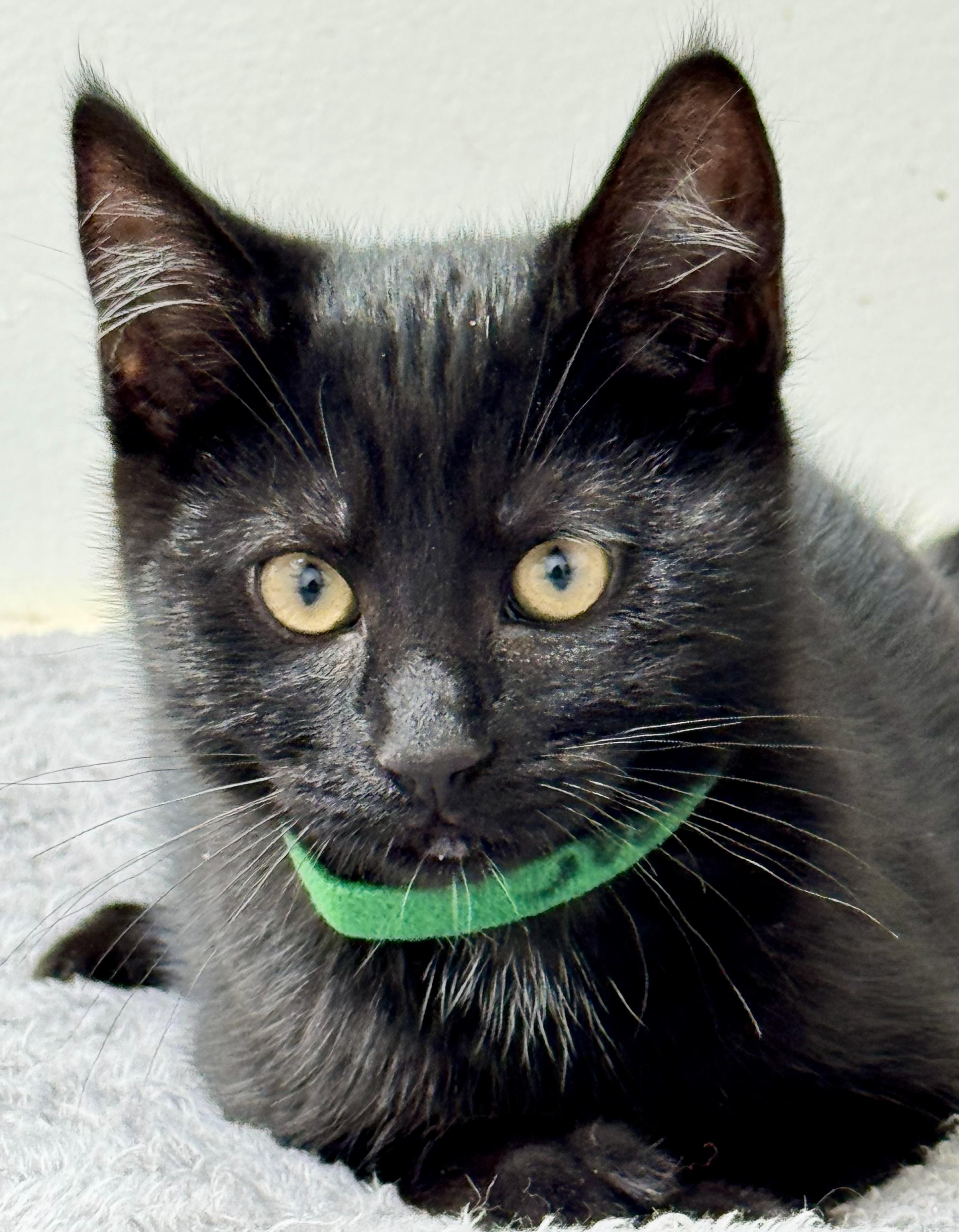 Enlarge Balthazar, playful, happy and amazing family kitten., a Adopted mixed breed in Bonney Lake, WA image 2/6