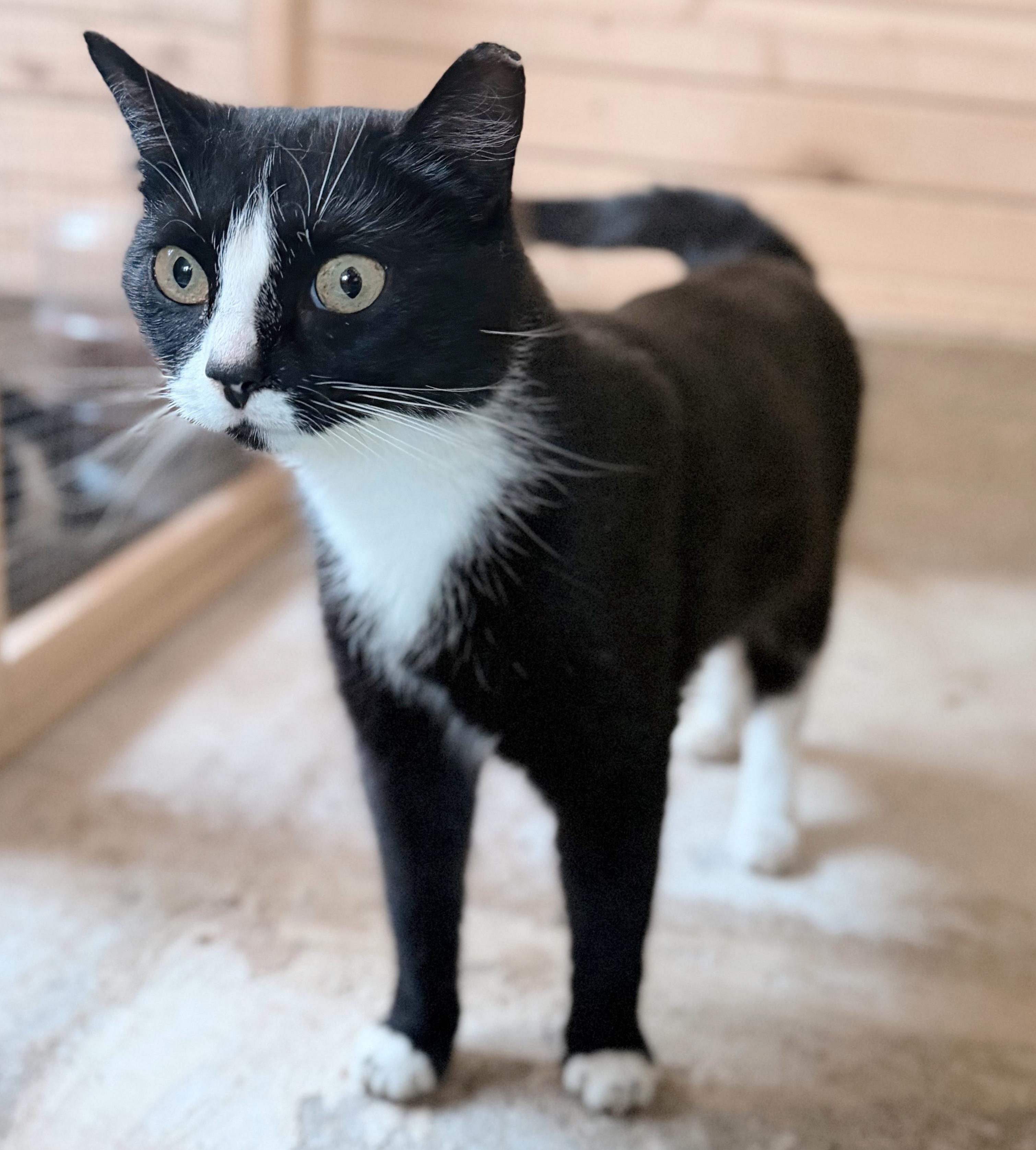 Cherry Jubilee, an adopted Tuxedo in Philadelphia, PA image 5/5