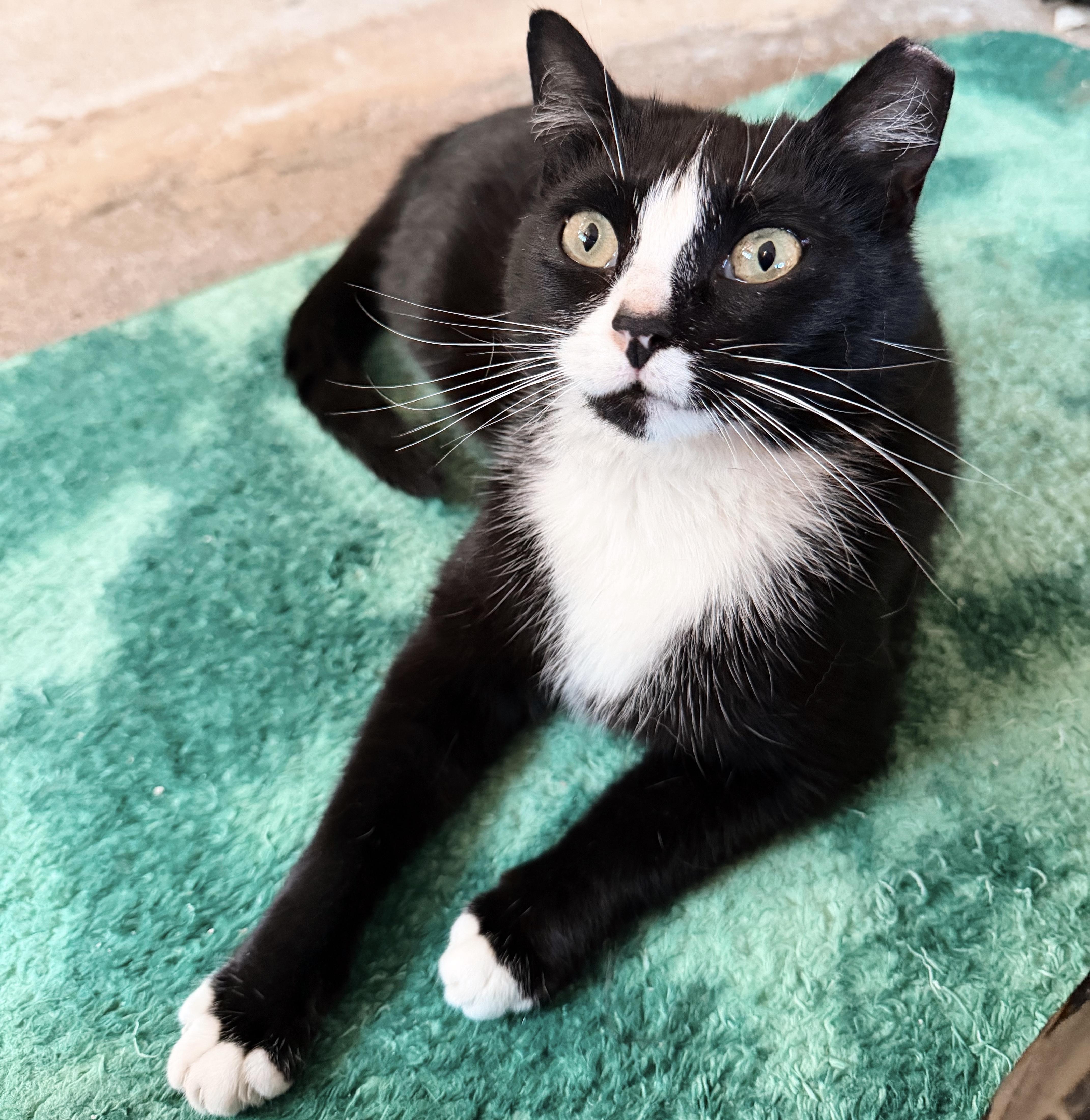 Cherry Jubilee, an adopted Tuxedo in Philadelphia, PA image 1/5