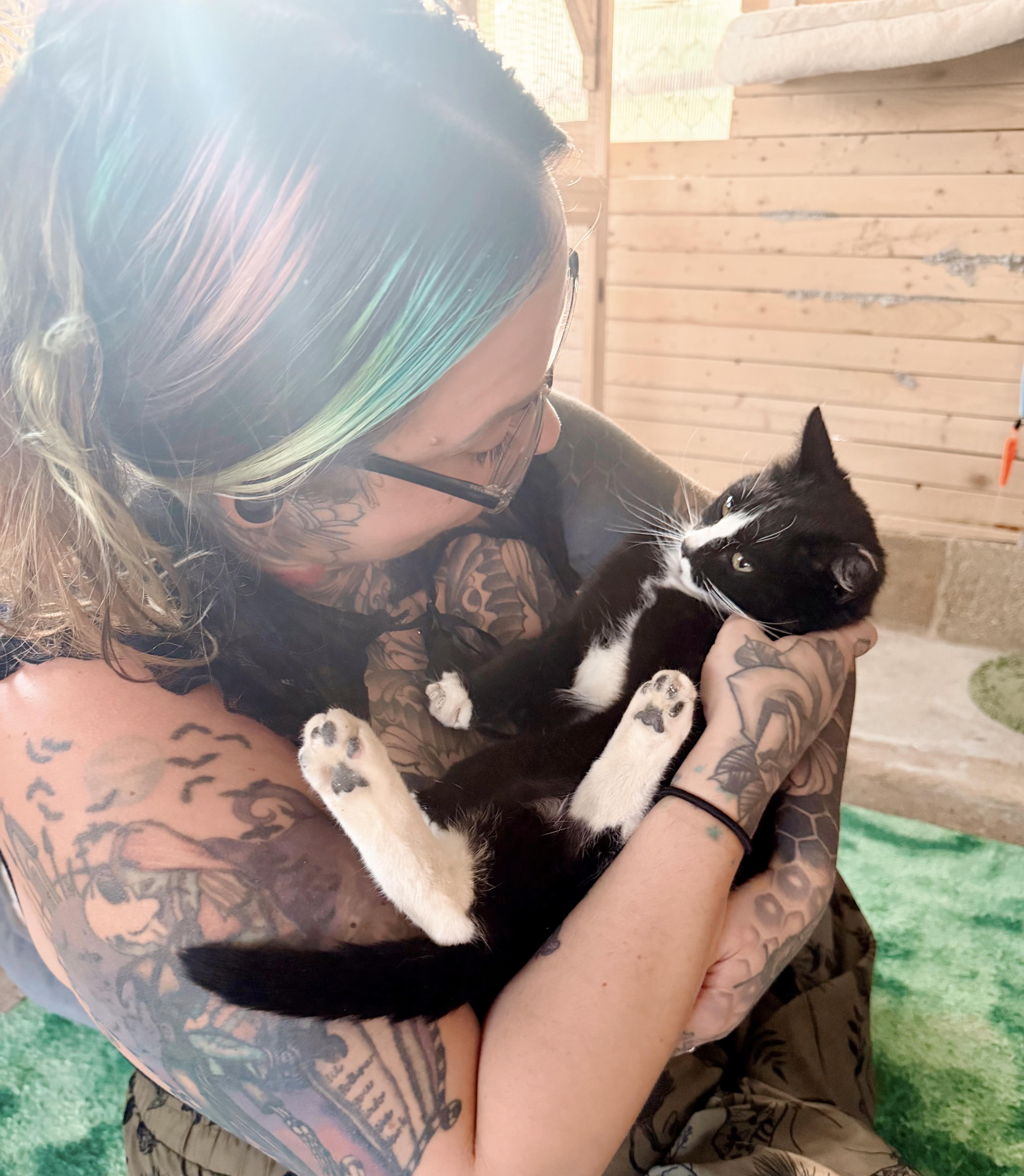 Cherry Jubilee, an adopted Tuxedo in Philadelphia, PA image 3/5