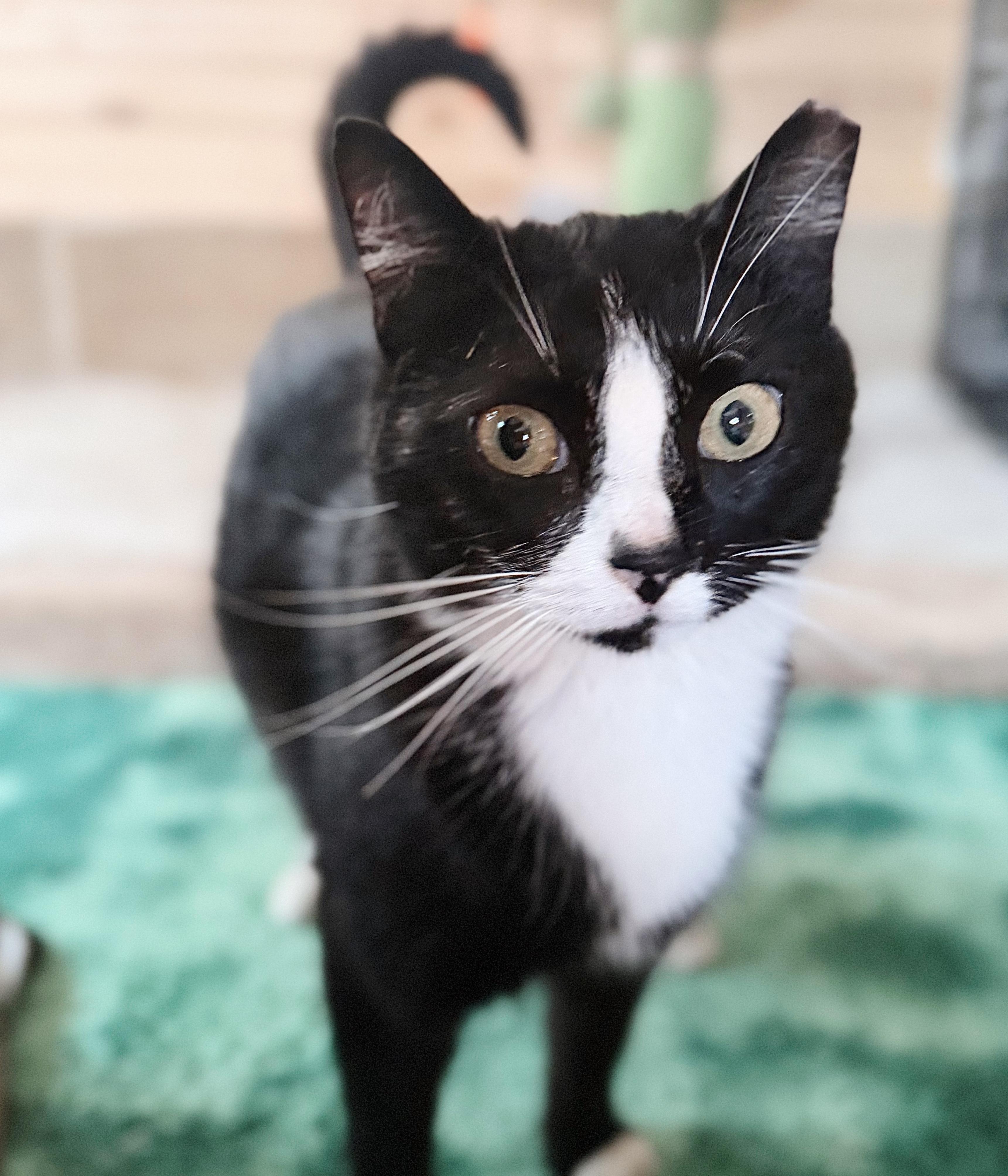 Cherry Jubilee, an adopted Tuxedo in Philadelphia, PA image 4/5