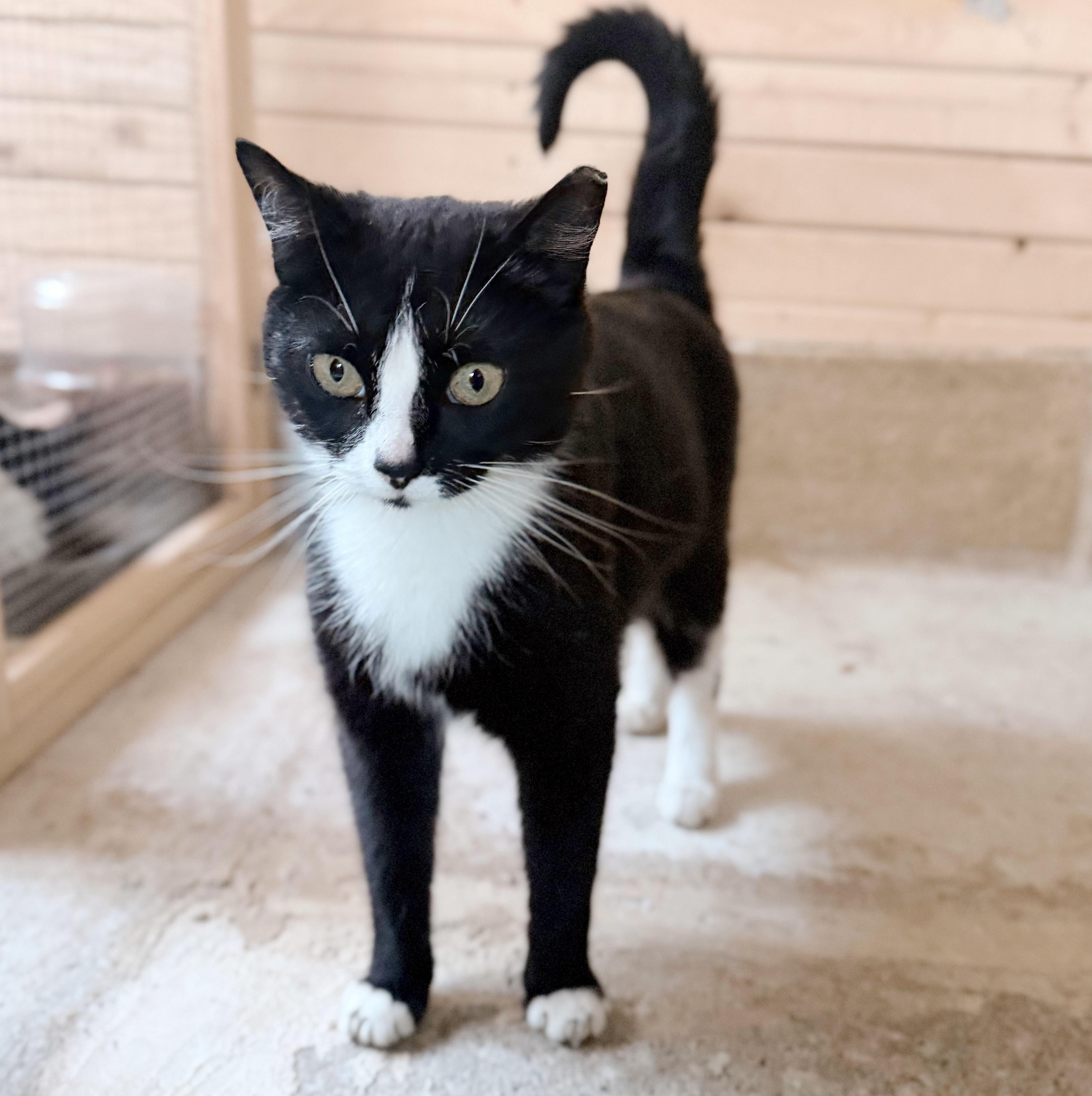 Cherry Jubilee, an adopted Tuxedo in Philadelphia, PA image 2/5