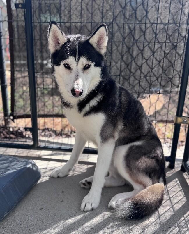 Demon, Adoptable, Adult Male Husky.