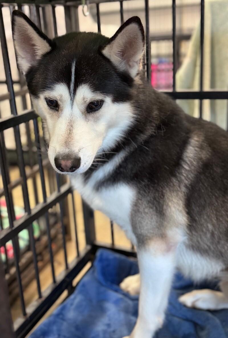 Demon, a Adoptable Husky in Disputanta, VA image 2/6