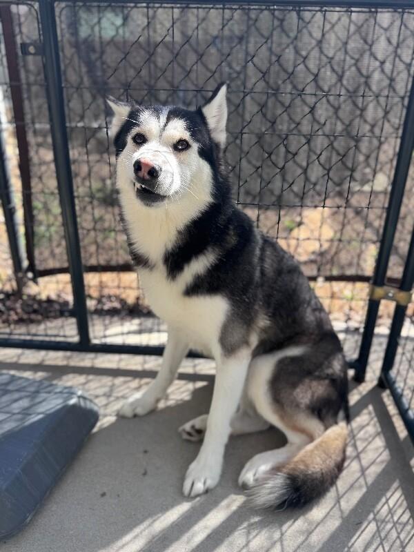 Demon, a Adoptable Husky in Disputanta, VA image 3/6