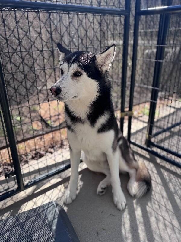 Demon, a Adoptable Husky in Disputanta, VA image 4/6