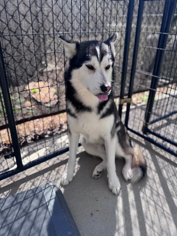Demon, a Adoptable Husky in Disputanta, VA image 5/6