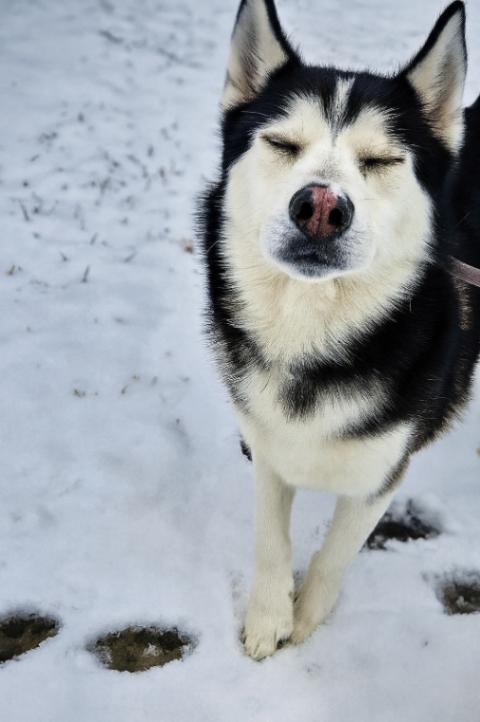 Demon, a Adoptable Husky in Disputanta, VA image 6/6