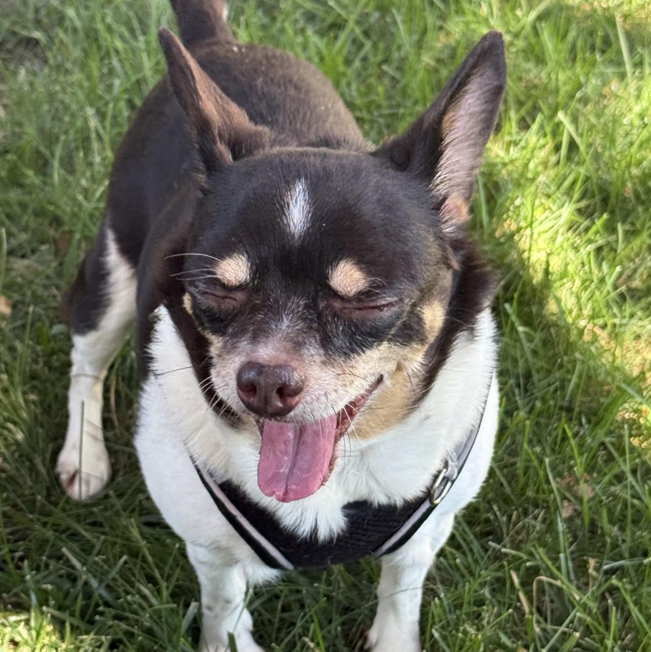 Enlarge Rosie, a Adoptable mixed breed in Palatine, IL image 5/6