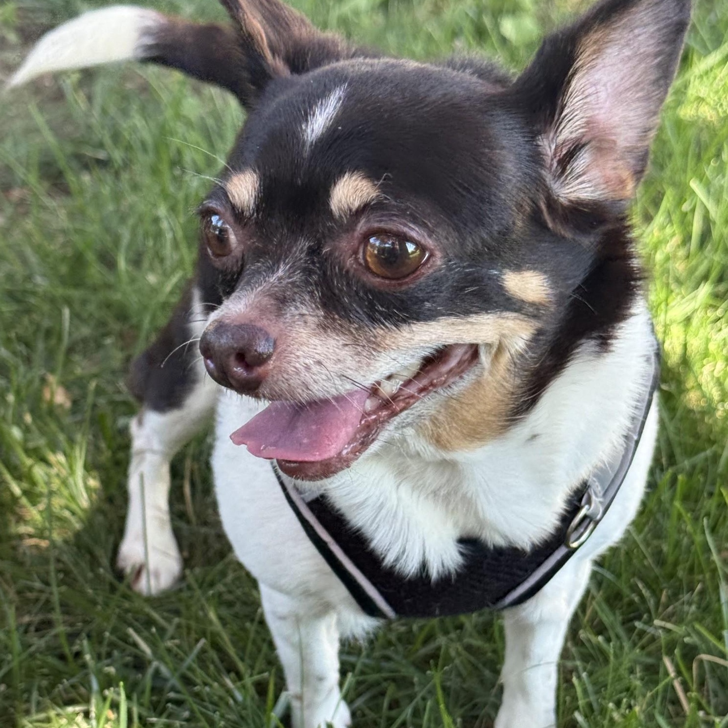 Enlarge Rosie, a Adoptable mixed breed in Palatine, IL image 4/6
