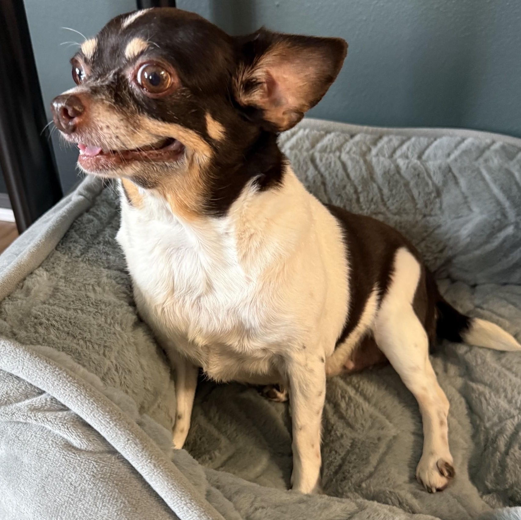 Enlarge Rosie, a Adoptable mixed breed in Palatine, IL image 3/6