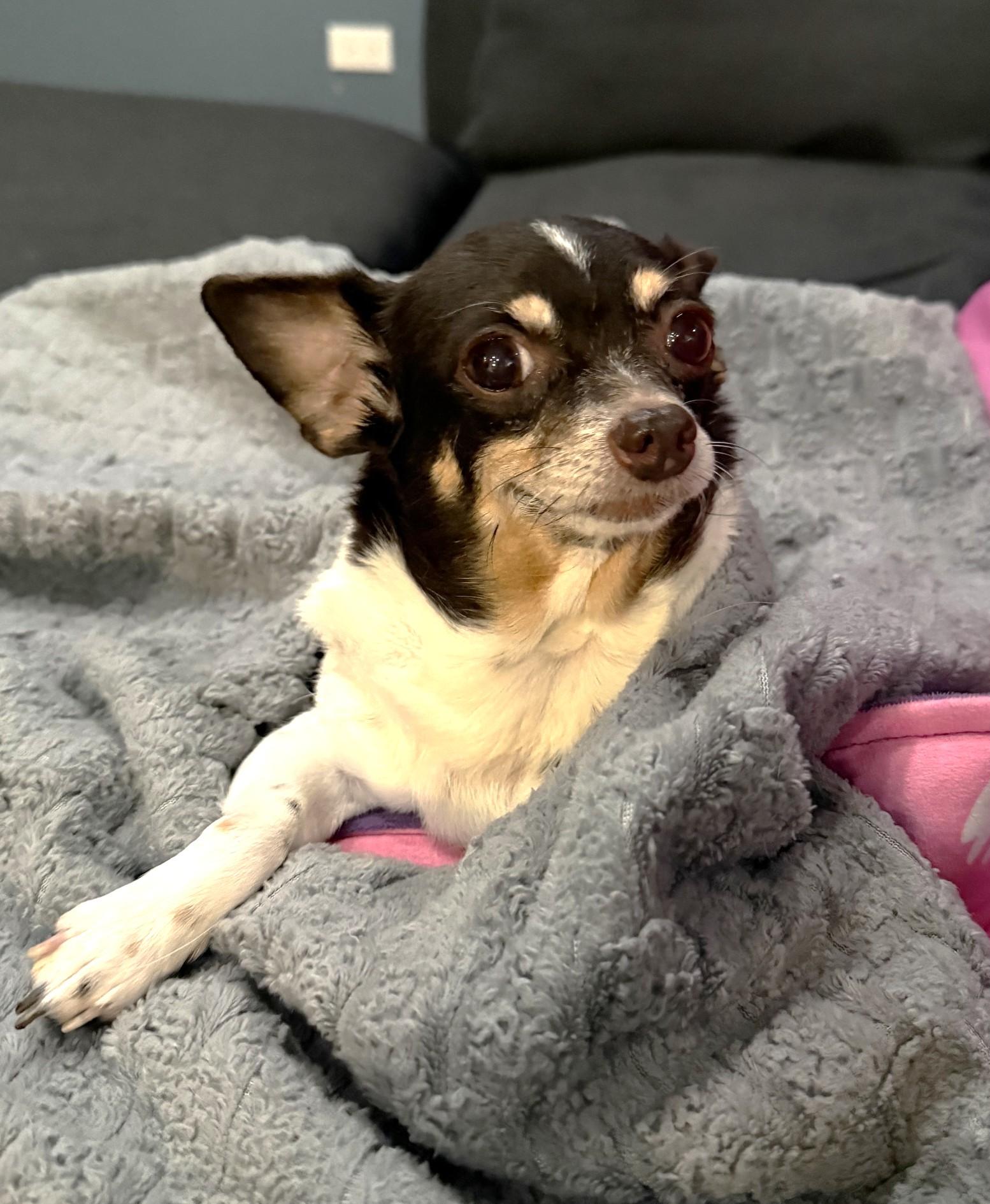 Enlarge Rosie, a Adoptable mixed breed in Palatine, IL image 2/6