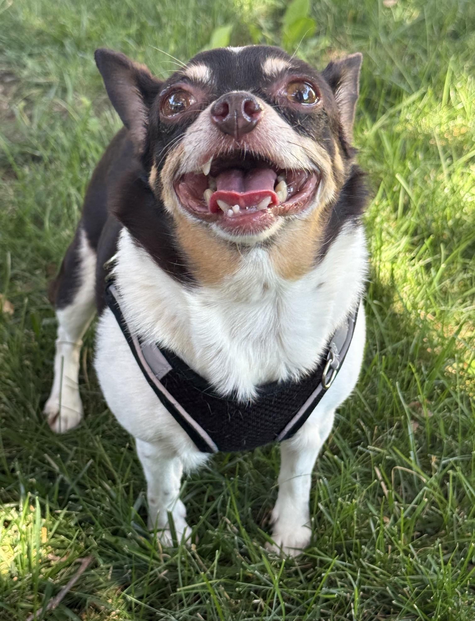 Enlarge Rosie, a Adoptable mixed breed in Palatine, IL image 6/6