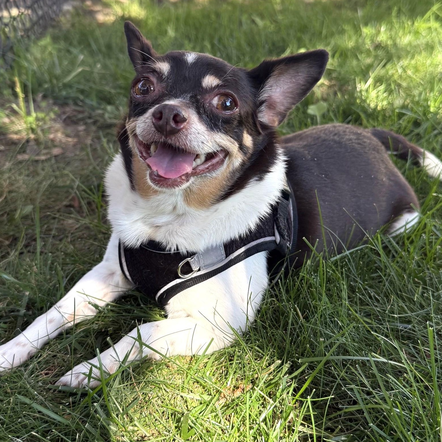 Rosie, Adoptable, Senior Female Chihuahua & Mixed Breed.
