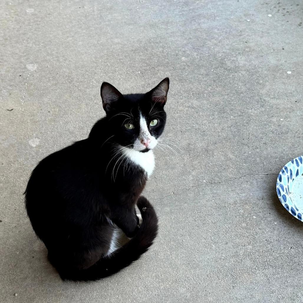 Enlarge Romeo, a Adoptable Domestic Short Hair in Union, MO image 1/2