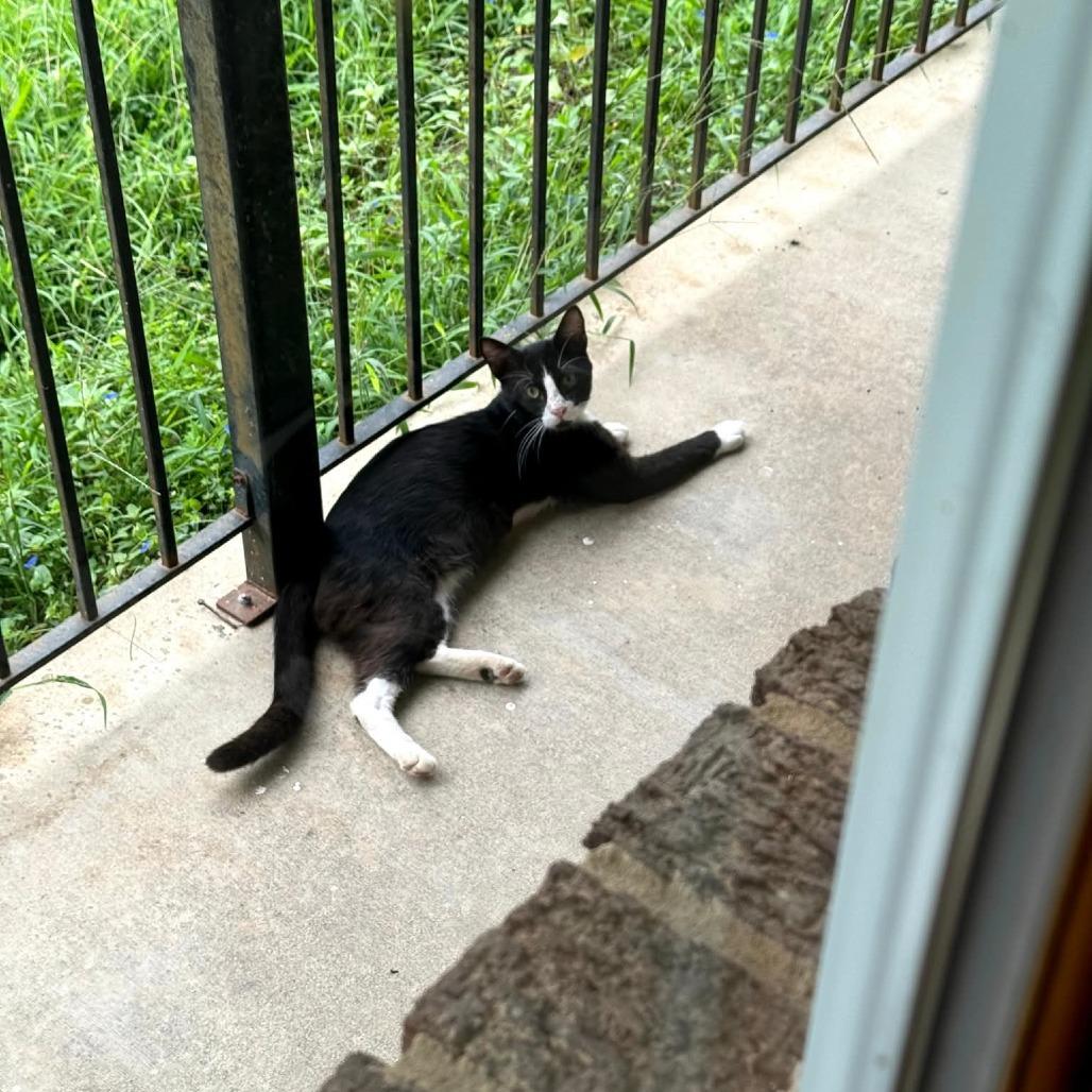 Enlarge Romeo, a Adoptable Domestic Short Hair in Union, MO image 2/2