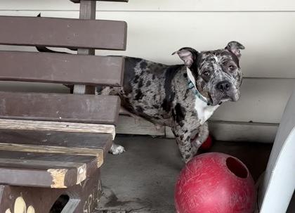 Enlarge Bumble, a ADOPTABLE Bulldog in Plano, TX image 1/3