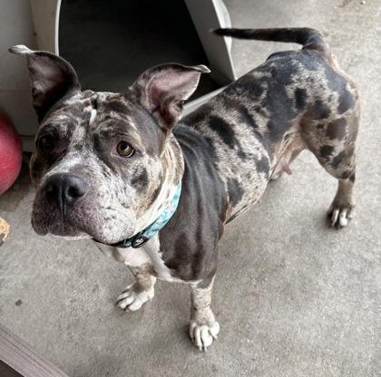 Enlarge Bumble, a ADOPTABLE Bulldog in Plano, TX image 2/3