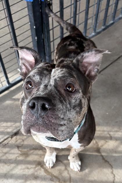 Enlarge Bumble, a ADOPTABLE Bulldog in Plano, TX image 3/3