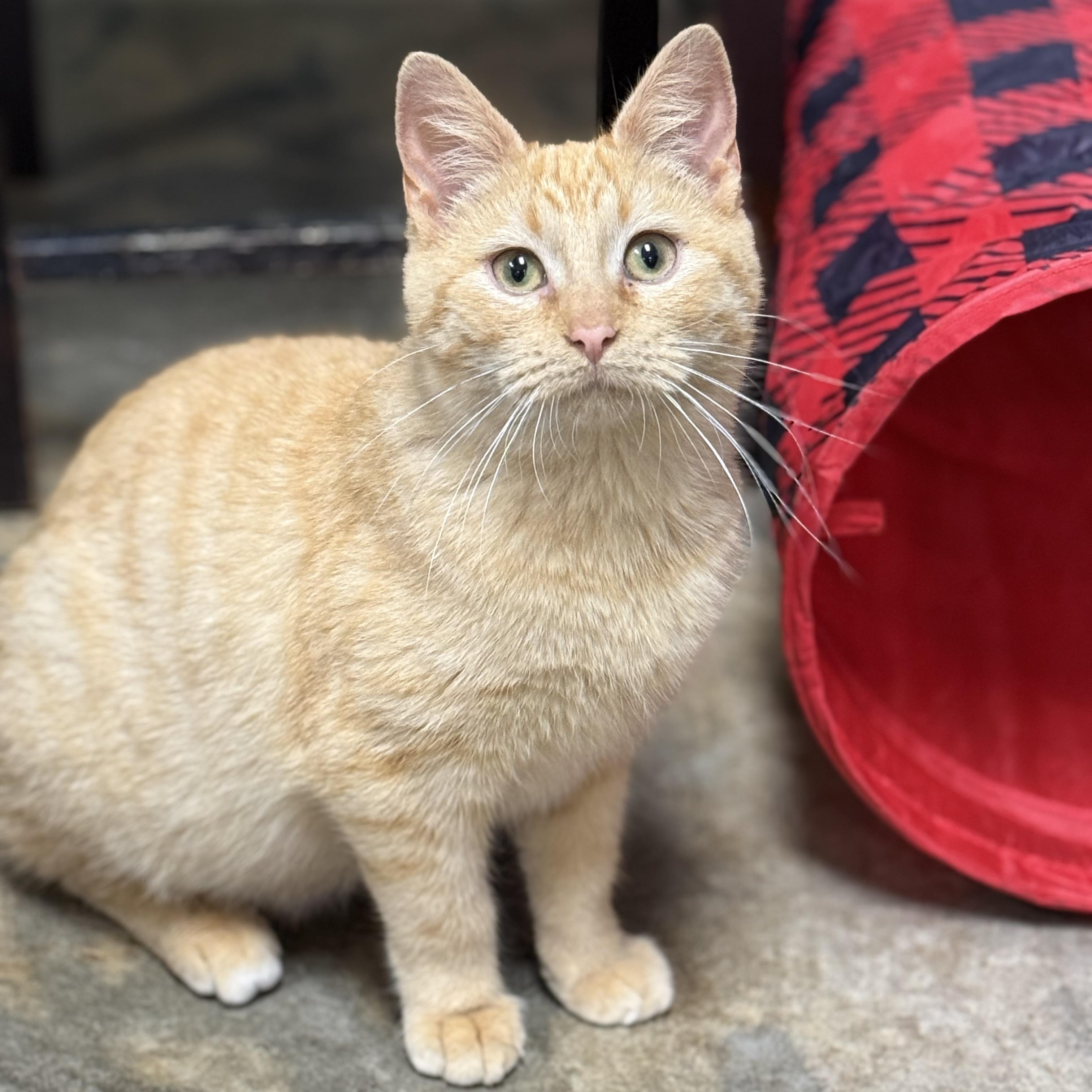 Enlarge Riley, an adopted Domestic Short Hair in Collierville, TN image 4/6