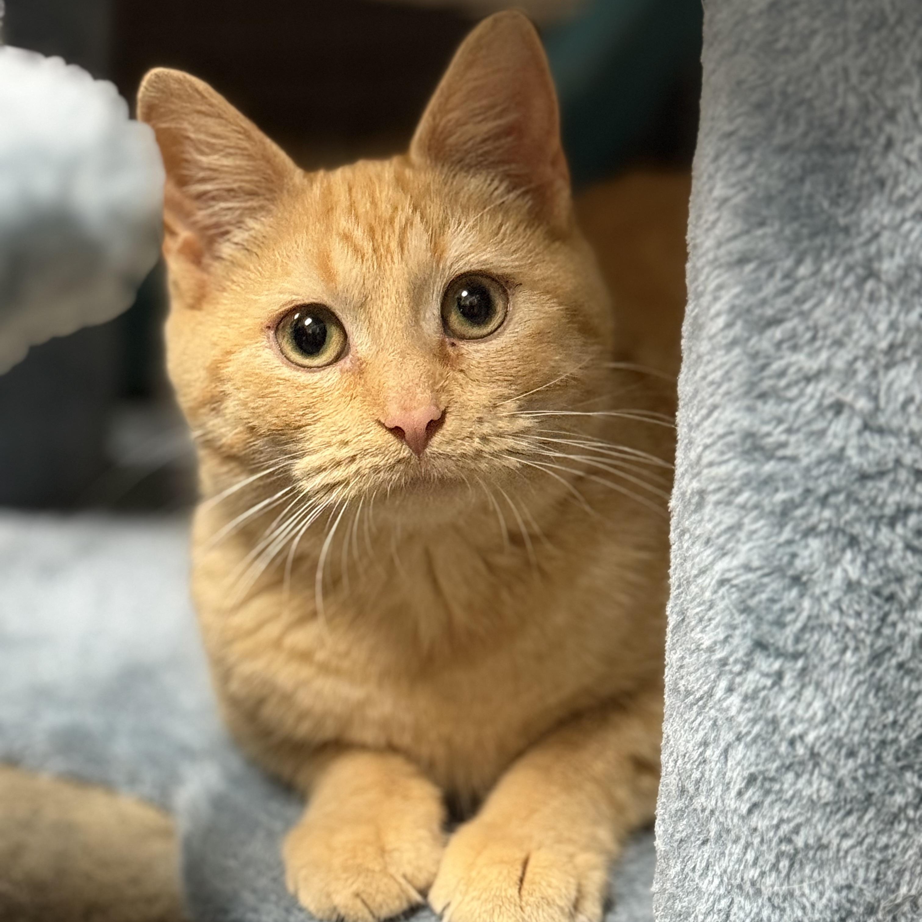 Enlarge Riley, an adopted Domestic Short Hair in Collierville, TN image 1/6