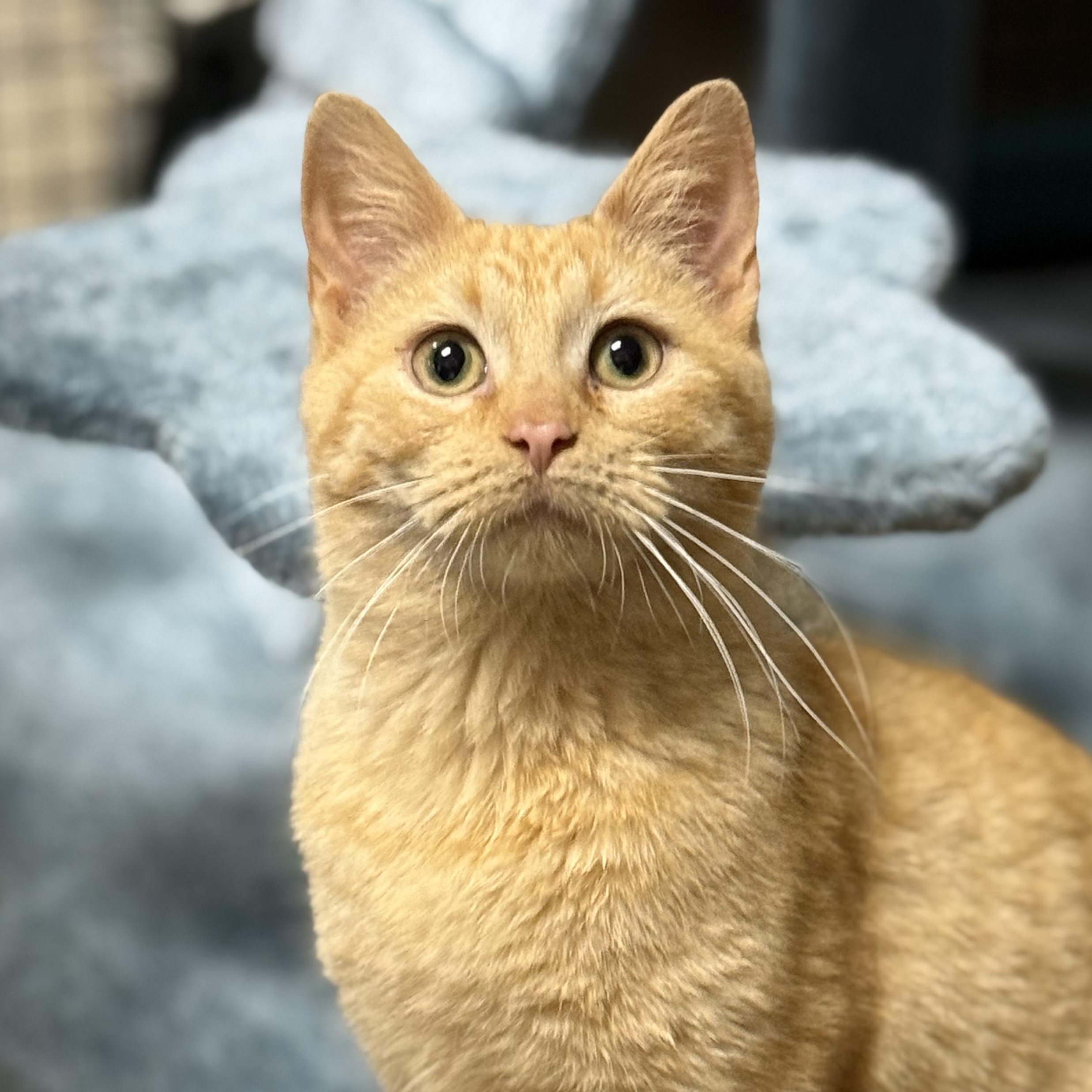Enlarge Riley, an adopted Domestic Short Hair in Collierville, TN image 3/6