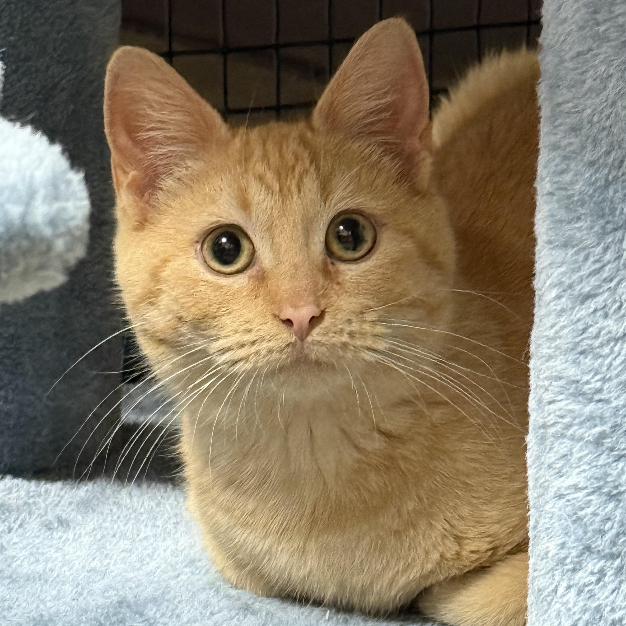 Enlarge Riley, an adopted Domestic Short Hair in Collierville, TN image 2/6