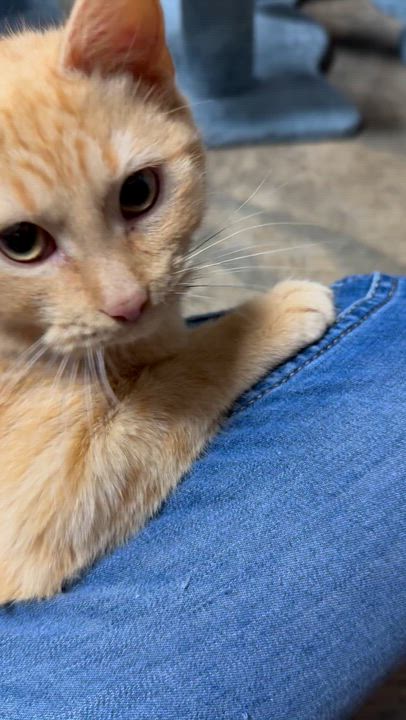Enlarge Riley, an adopted Domestic Short Hair in Collierville, TN video 6/6