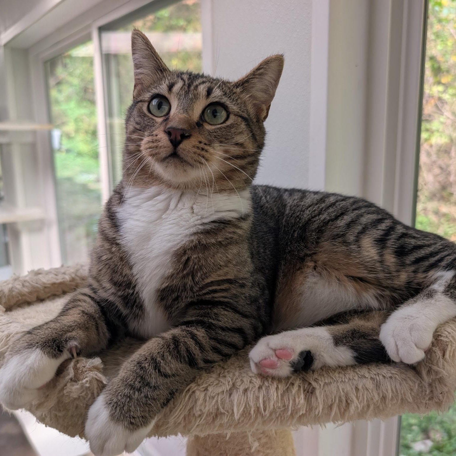 Enlarge Samwise, a Adoptable Domestic Short Hair in Waynesville, NC image 2/5