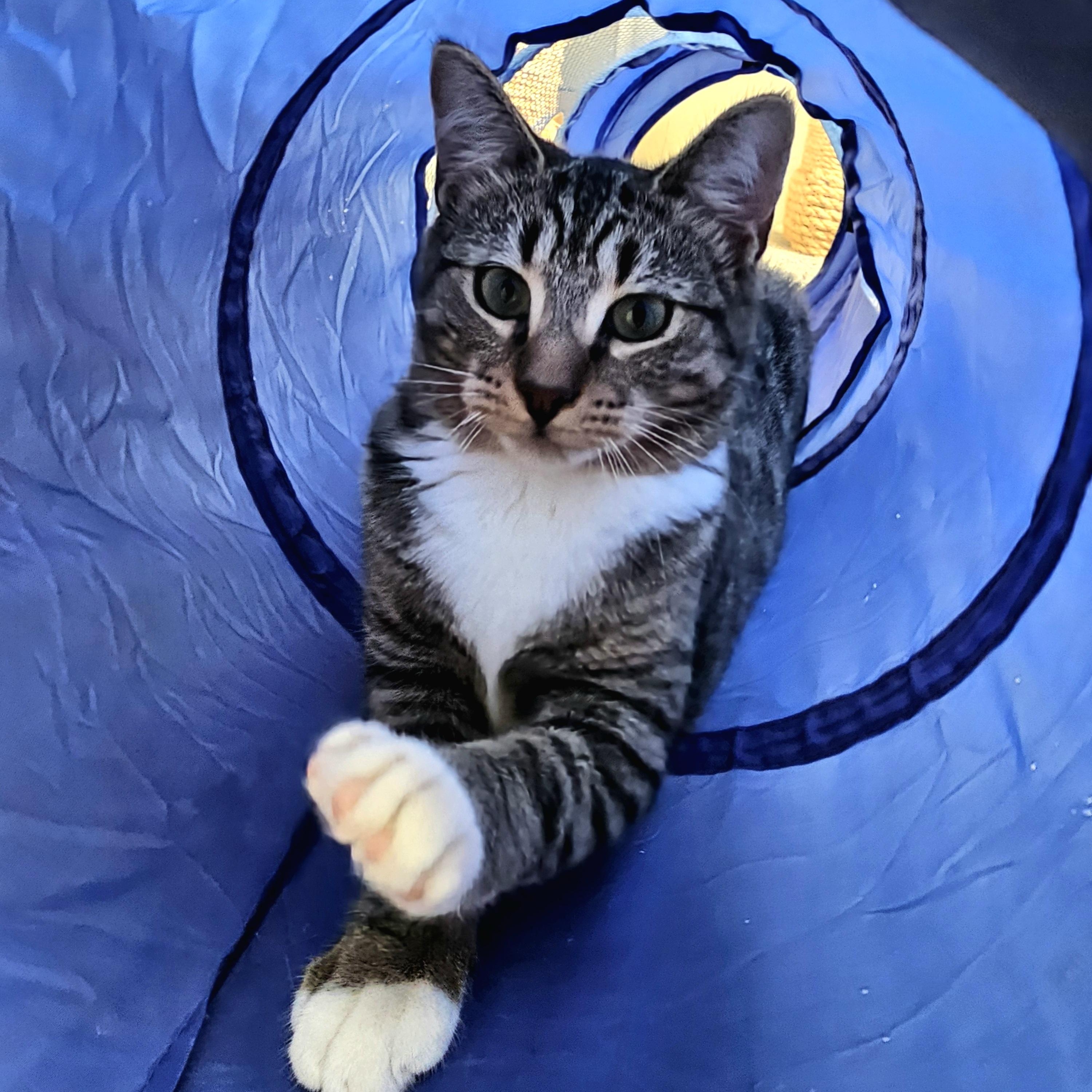 Samwise, Adoptable, Kitten Male Domestic Short Hair.