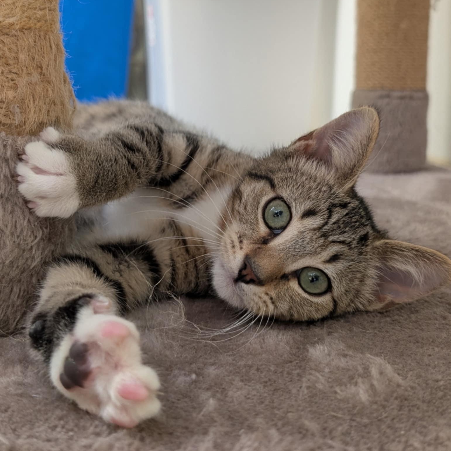 Enlarge Samwise, a Adoptable Domestic Short Hair in Waynesville, NC image 3/5