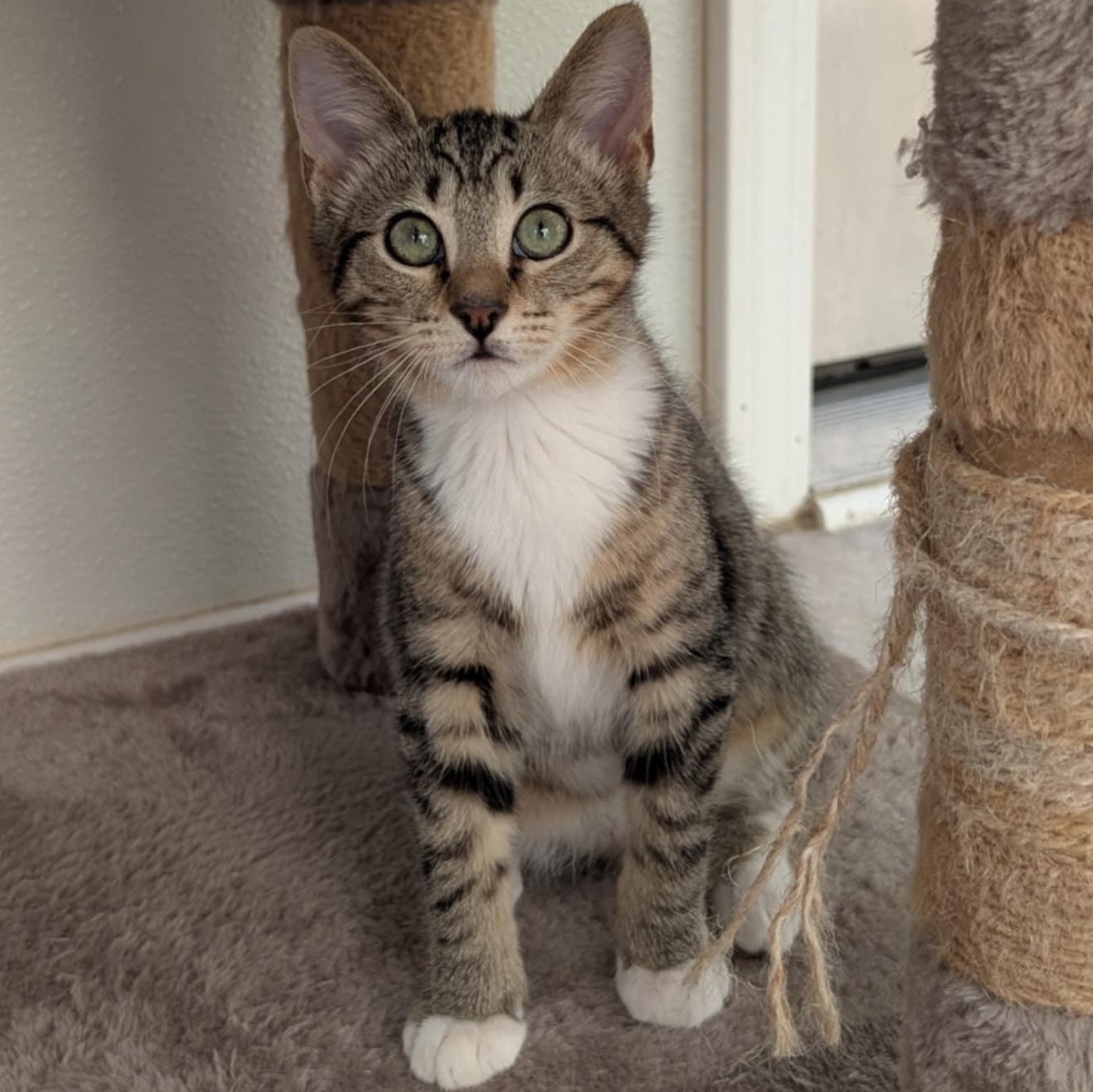 Enlarge Samwise, a Adoptable Domestic Short Hair in Waynesville, NC image 4/5