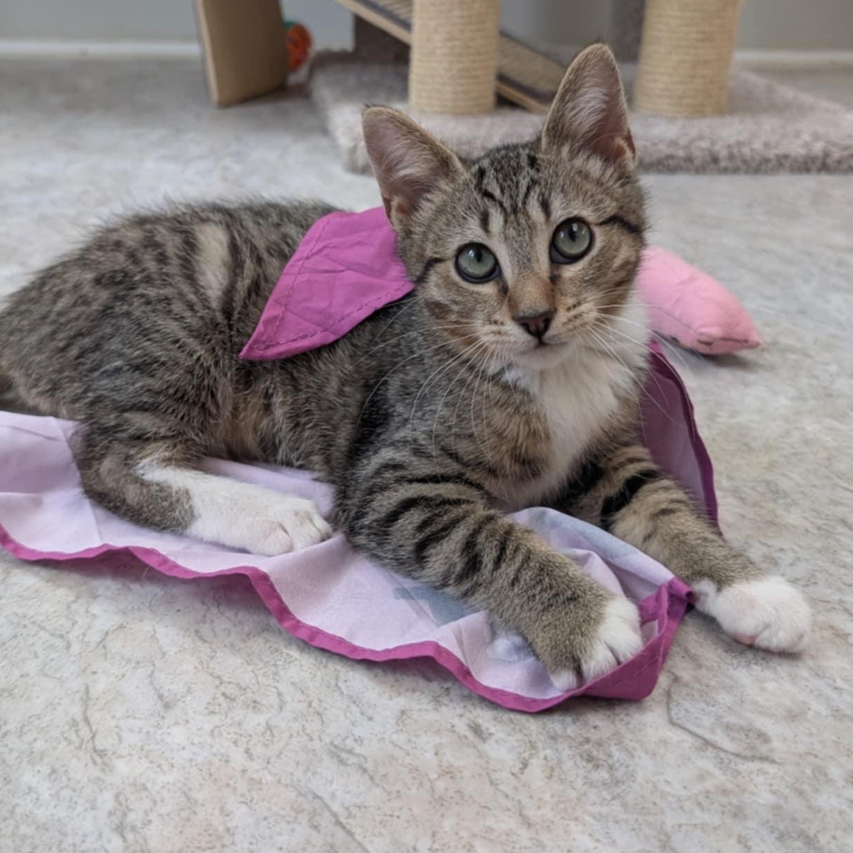 Enlarge Samwise, a Adoptable Domestic Short Hair in Waynesville, NC image 5/5