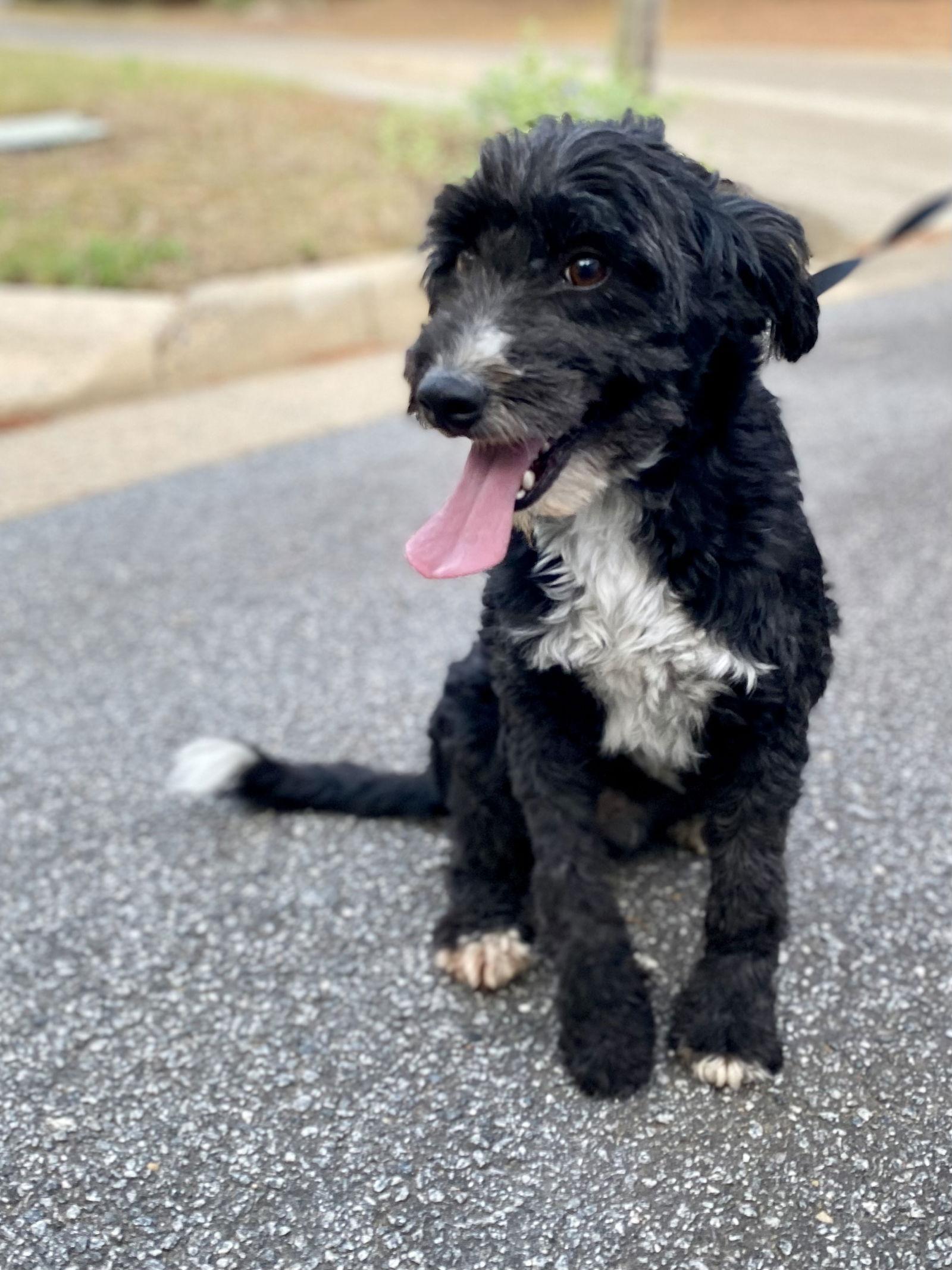 Enlarge Tully, a Adopted mixed breed in Woodstock, GA image 1/2