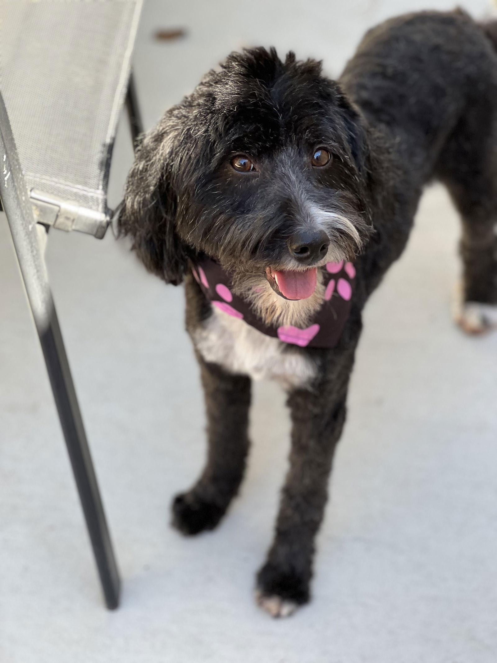 Enlarge Tully, a Adopted mixed breed in Woodstock, GA image 2/2