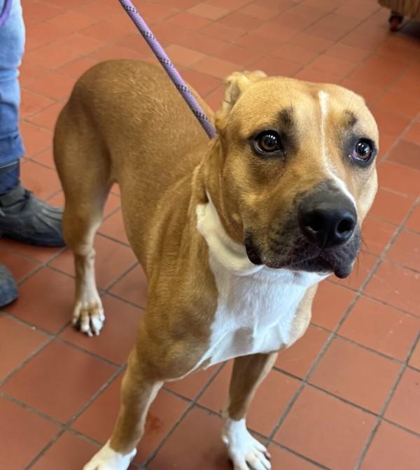 Enlarge Leopard, a Adoptable mixed breed in Salisbury, MD image 1/1