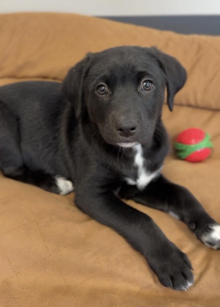 Enlarge Oakley, a Adoptable mixed breed in Bemidji, MN image 1/1