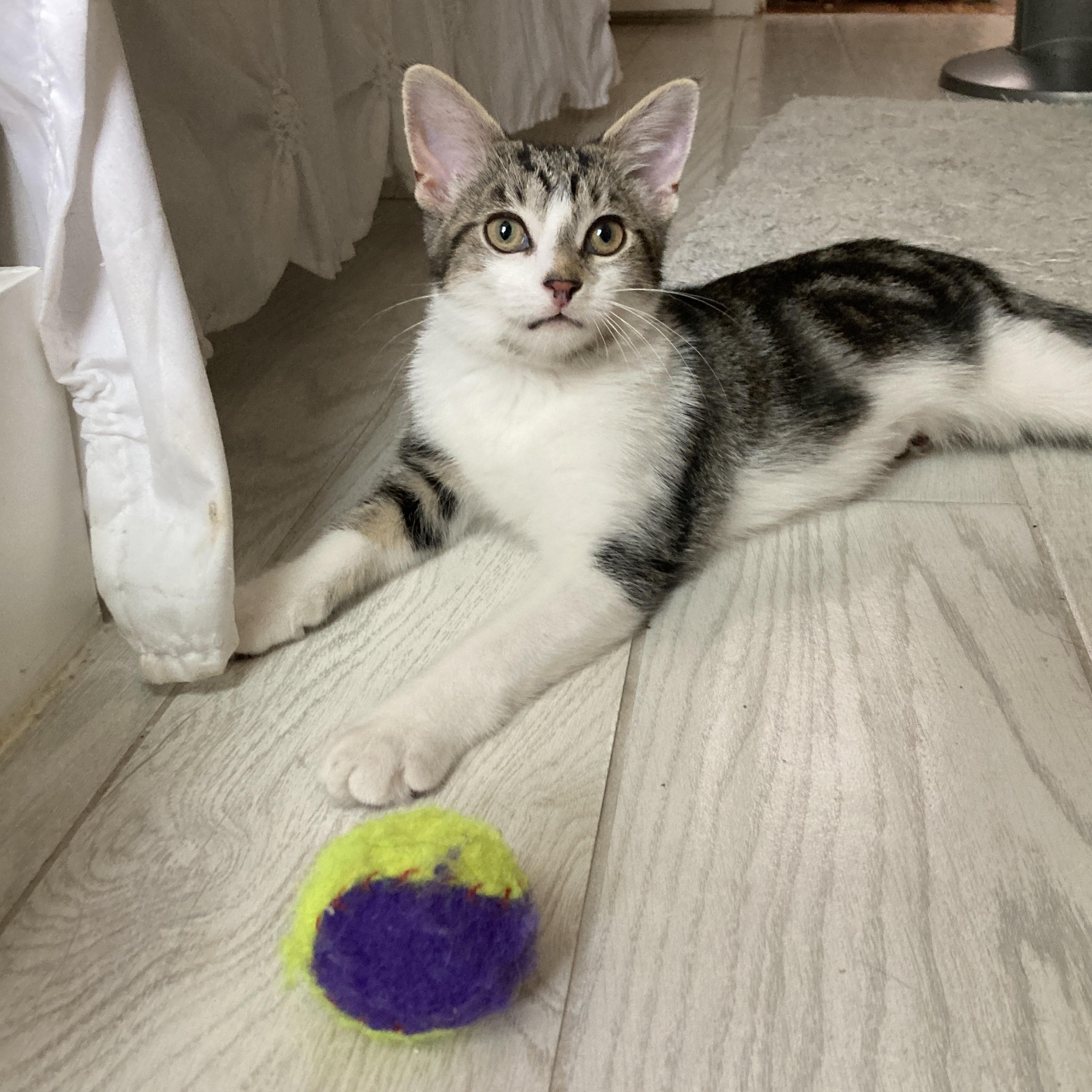 Enlarge June, an adopted mixed breed in Glenmont, NY image 2/5