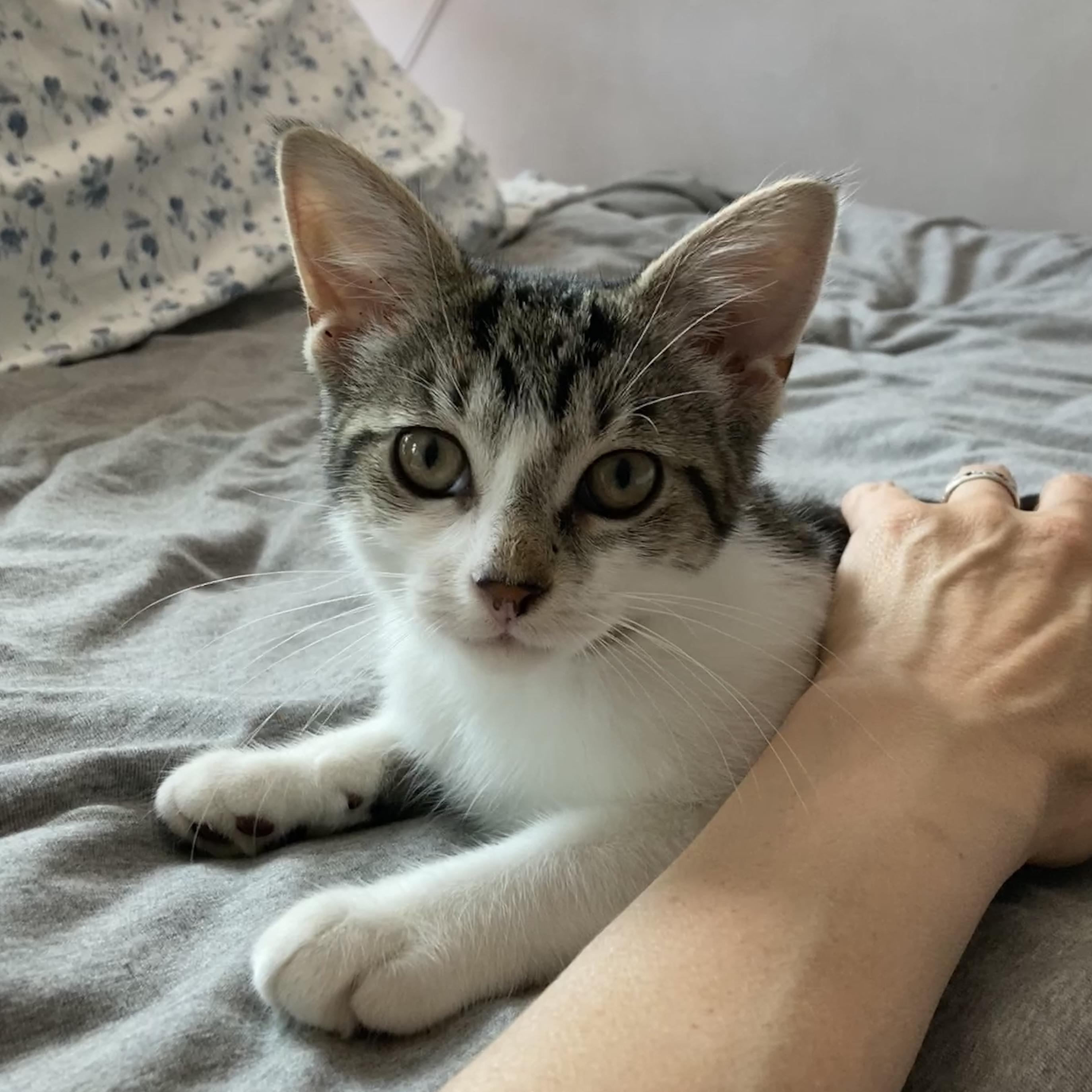 June, adopted, Kitten Female Domestic Short Hair.