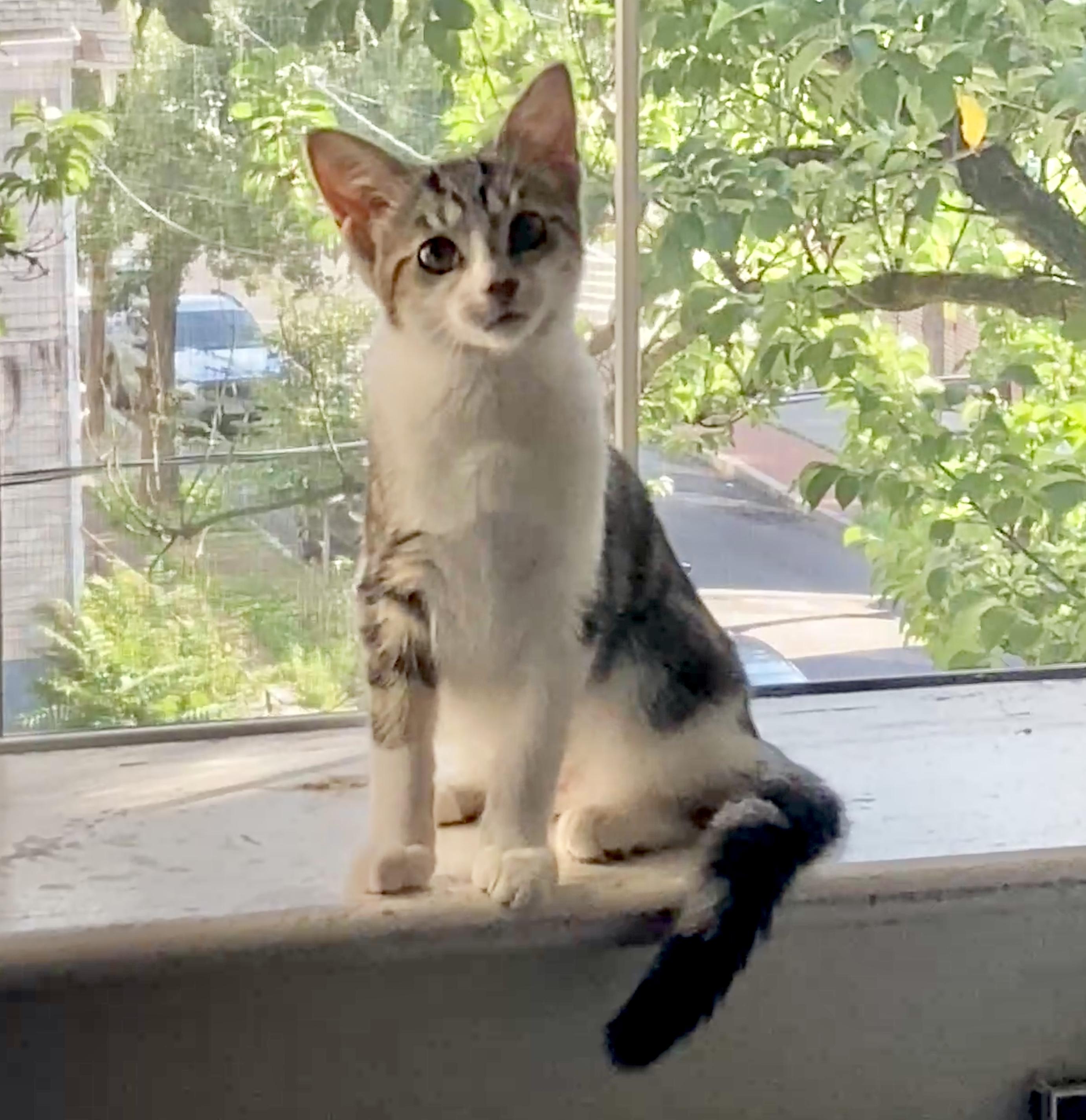 Enlarge June, an adopted mixed breed in Glenmont, NY image 5/5